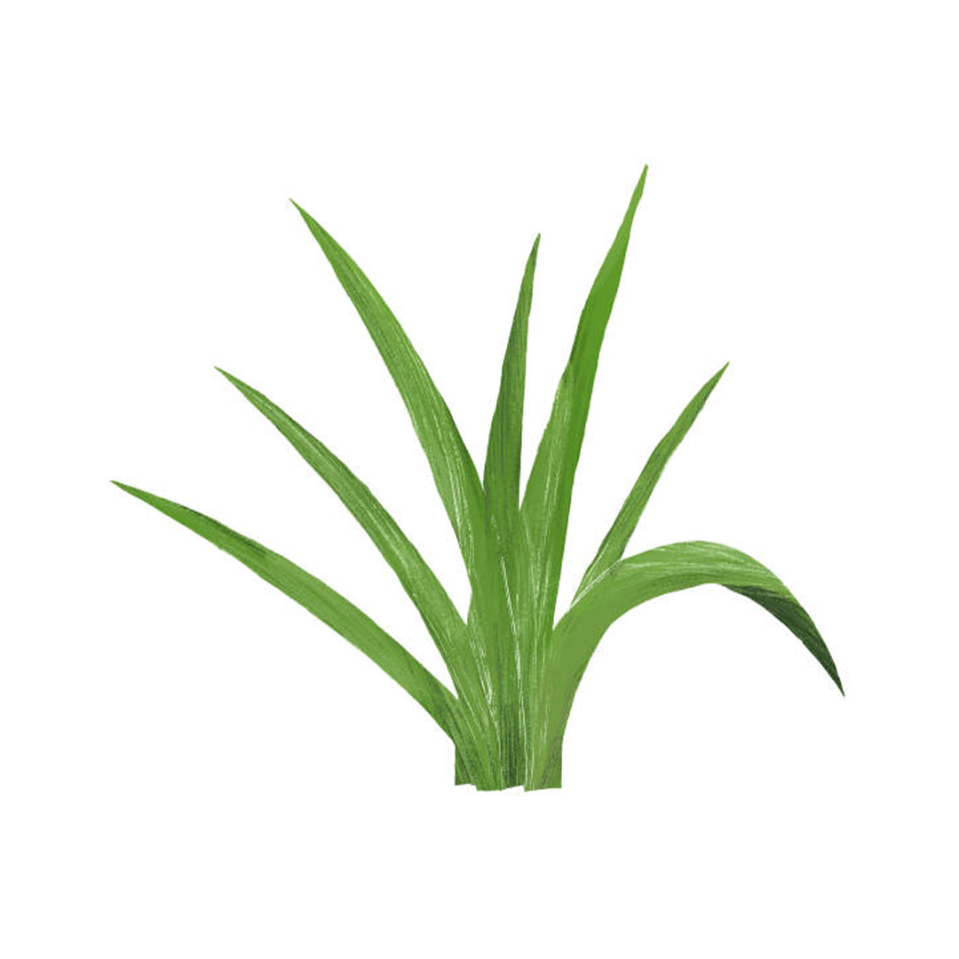 Citronella.jpg
