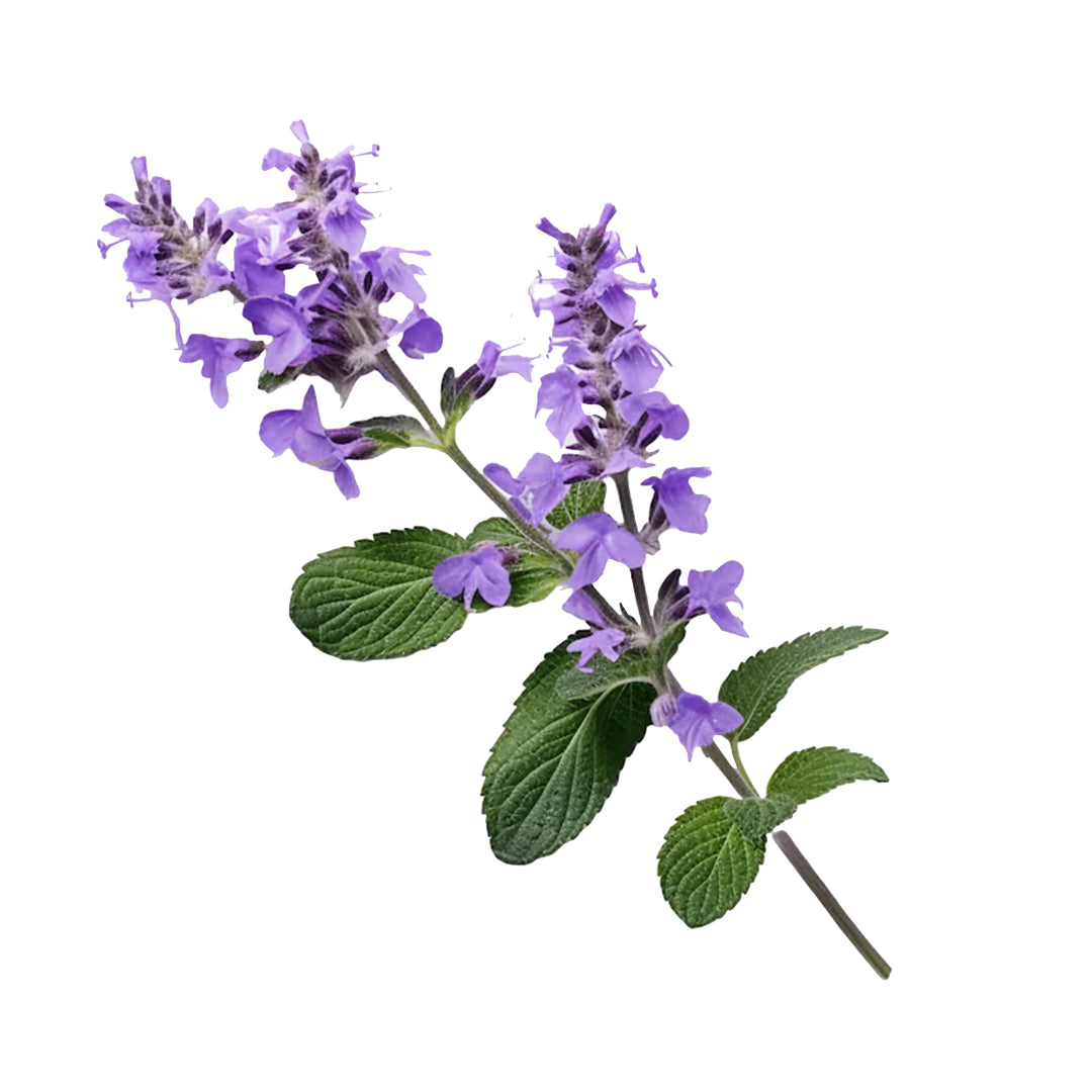 Lavender.jpg